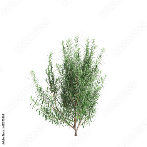 3d illustration of Rosmarinus officinalis bush isolated transparent background