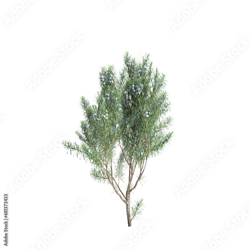 3d illustration of Rosmarinus officinalis bush isolated transparent background