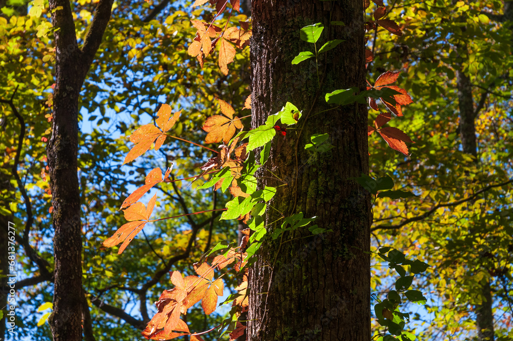 Fototapeta premium The Great Smoky Mountains National Park