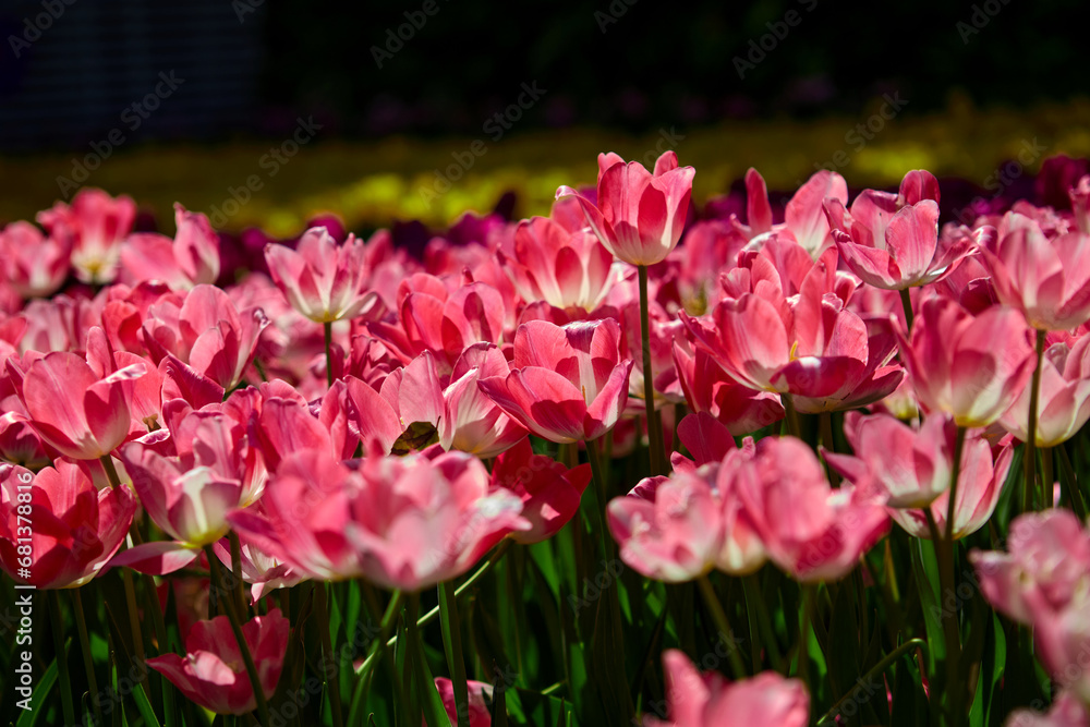 Close-up view of pink tulip blooming on field