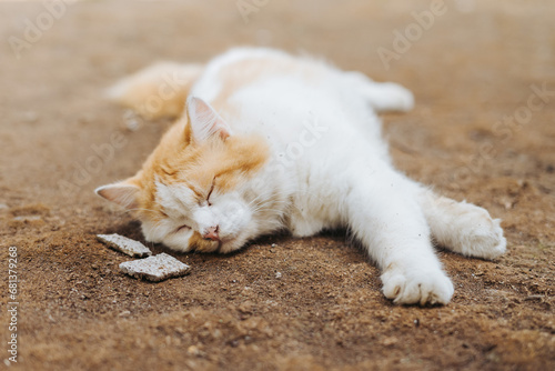 White brown Indonesian cat sleeping laying on ground home yard