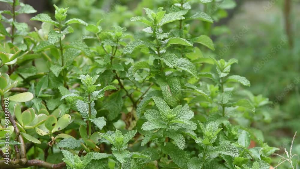 Peppermint (Mentha spicata) plants growing in a garden Peppermint (Mentha spicata) plants growing in a garden