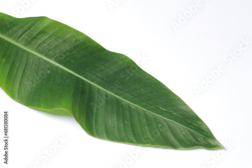 Green leaf on white background with copy space for text or image  leaf bird of paradise  isolate