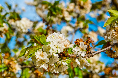 White cherry blossoms bloom on many tree branches in cherry blossom season japan.