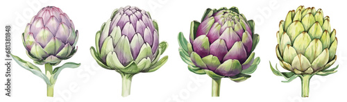 Set of Artichoke Watercolor Illustration