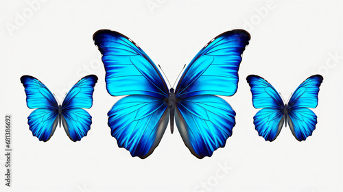 Beautiful blue butterflies