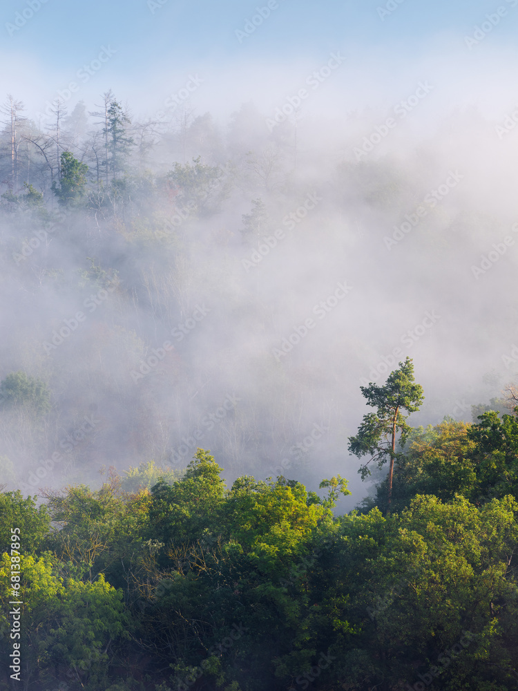 Forest covered by morning fog, tree tops looking out
