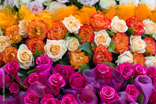 roses background - colorful roses