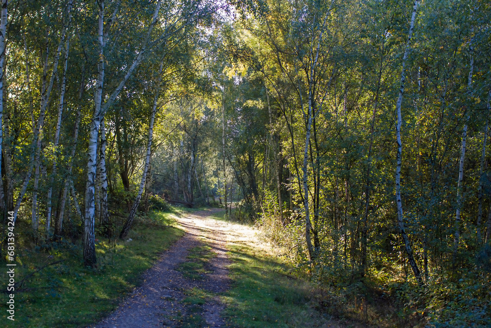 Fototapeta premium Landscape in National Park Maasduinen in the Netherlands