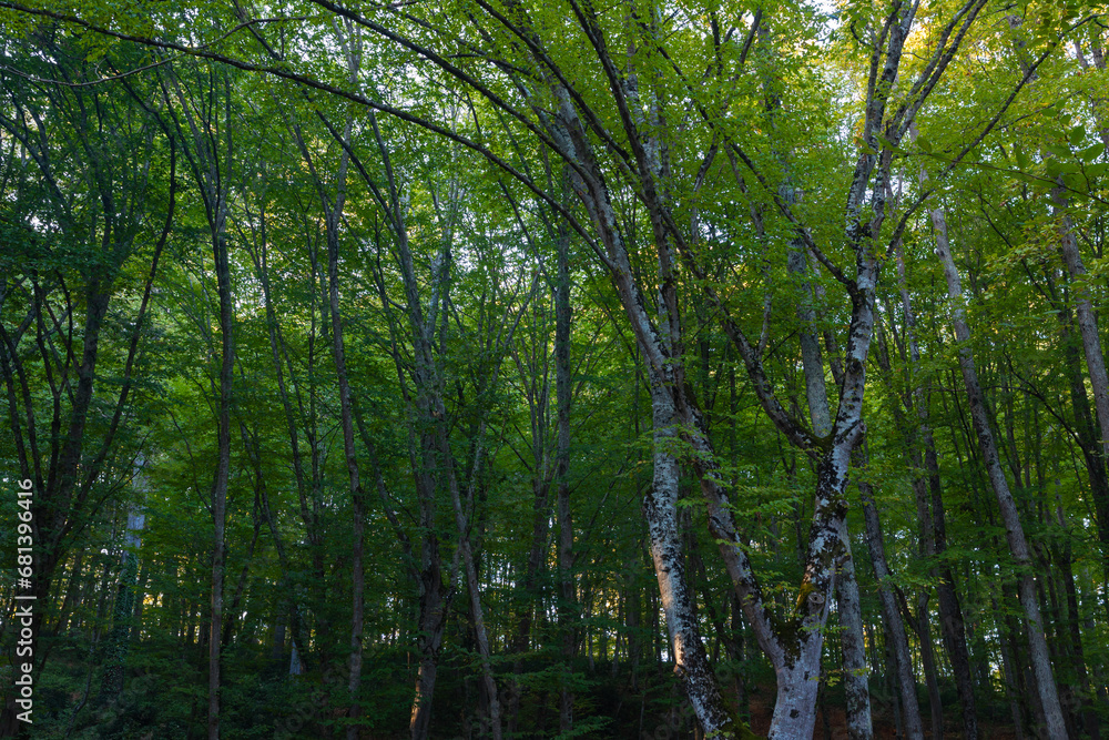 Forest background photo. Green lush trees view. Carbon neutrality concept Forest background photo. Green lush trees view. Carbon neutrality concept