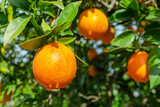 Ripe orange fruits on orange tree between lush foliage. View from below.