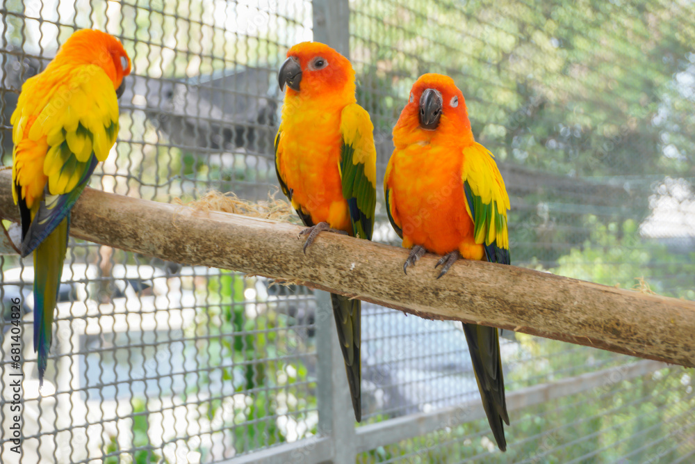 Obraz premium Two macaws perched on a branch in a natural pose.