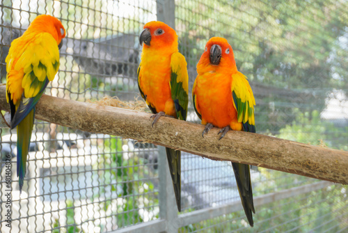 Two macaws perched on a branch in a natural pose.