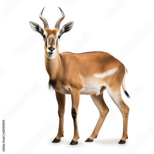 antelope isolated on white background photo
