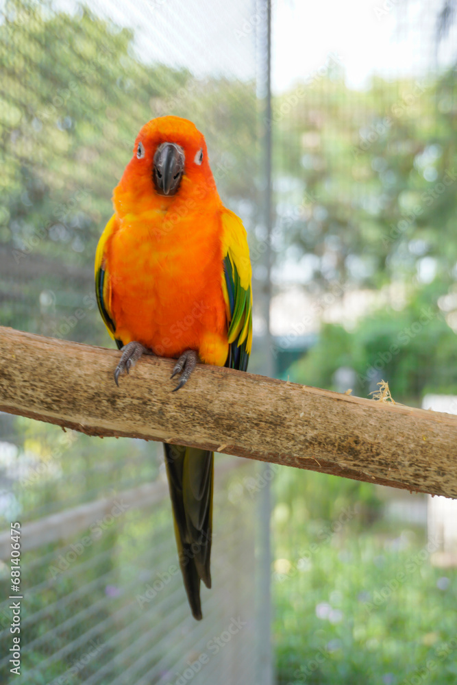 Obraz premium Macaw perched on a branch in a natural pose. 