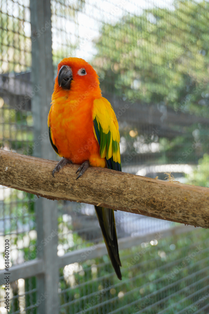 Obraz premium Macaw perched on a branch in a natural pose. 