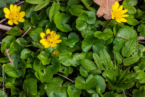 Ficaria verna, lesser celandine, pilewort or ranunculus ficaria yellow spring flowers close up. Spring background of flowers photo