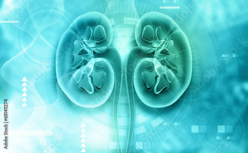 Human kidney anatomy on blue color background. 3d illustration.