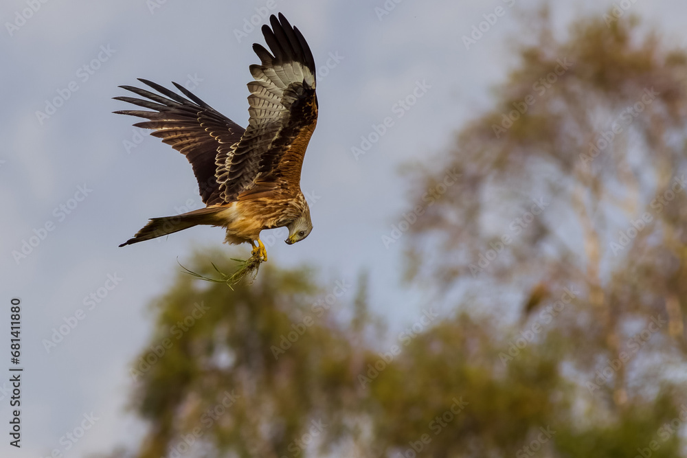 Fototapeta premium Red Kite (Milvus milvus)