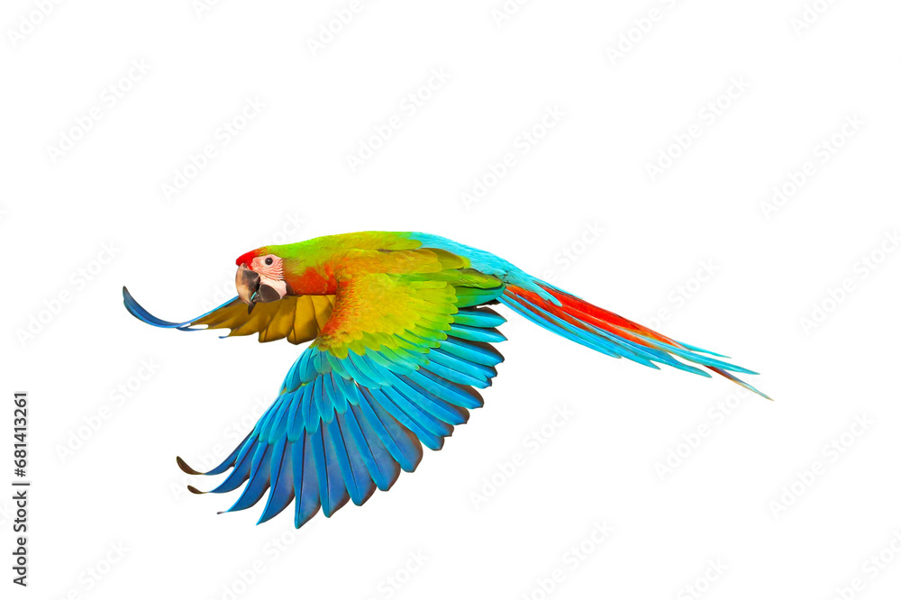 Fototapeta premium Colorful of Shamlet macaw parrot flying isolated on transparent background png file