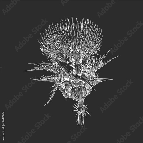Thistle, herb sketch in vector, botanical drawing