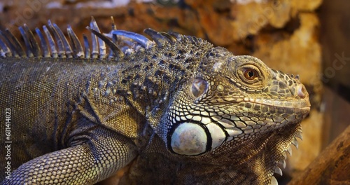 Close-up of an iguana lizard's head. A beautiful bearded iguana turns its head and looks at the camera and watches with curiosity. An adult iguana lizard in a terrarium rests on a branch.