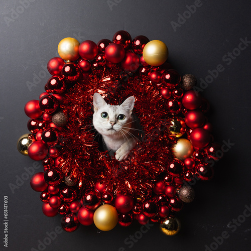 red christmas balls in wreath with Burmilla cat inside
