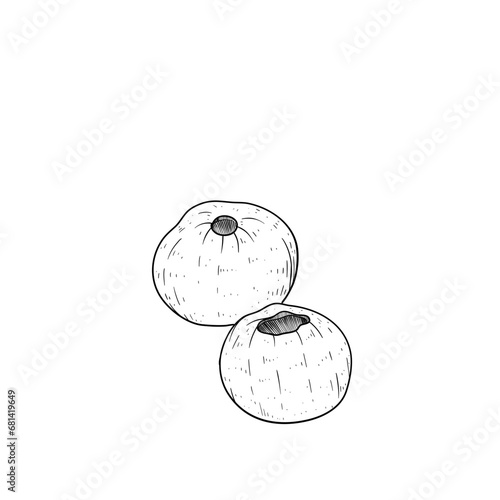 sapodilla fruit handdrawn 
