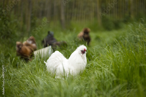 Horizontal portrait of a white silkie rooster, Wugu-ji chicken, walking on grass and foraging on a free range organic farm. With free-range hens in a green country garden in background,selective focus