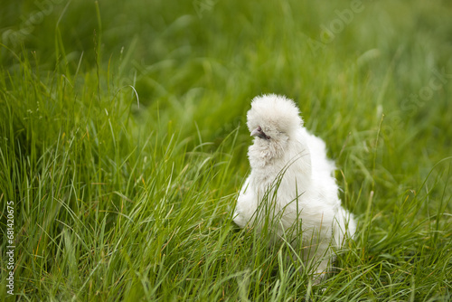 Horizontal portrait of a white silkie hen, Wugu-ji chicken, walking on grass and foraging on a free range organic farm. Free-range chickens in a green country garden, with selective focus, copy space.