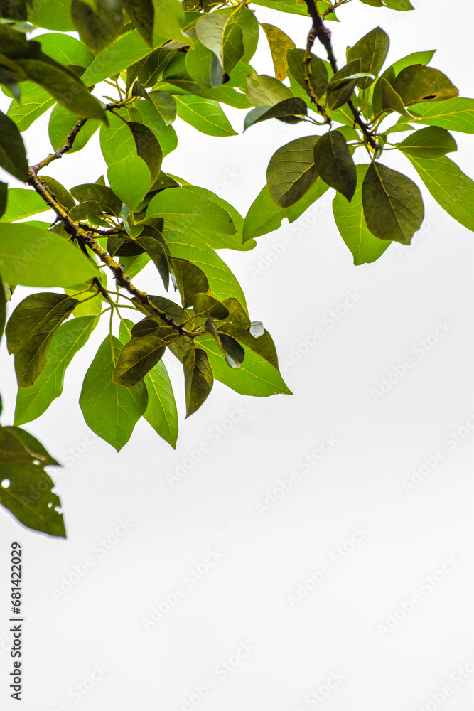 green leaves on white background green leaves on white background