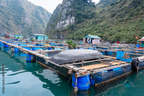 Fish farm at the Cua Van floating village, Halong Bay, Vietnam photo