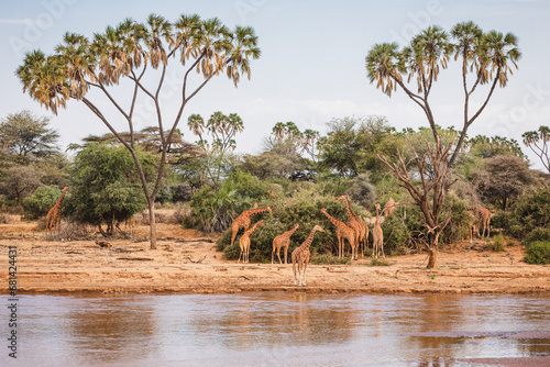 Animals in the wild - Reticulated giraffes - Samburu National Reserve, North Kenya photo