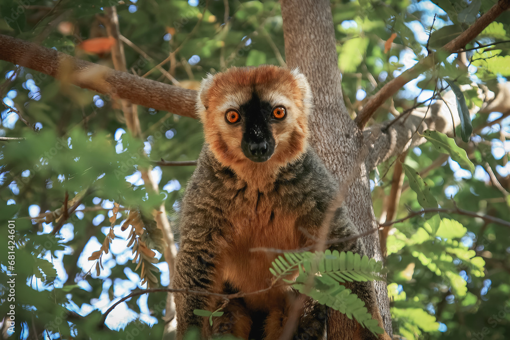 Fototapeta premium Lemur, Isalo National Park, Route Nationale 7, Madagascar, Africa