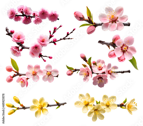 Set of peach and apricot blossom isolated on transparent background for China New Year and Lunar New Year.