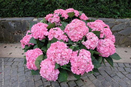 pink hydrangea flowers blossom in the garden