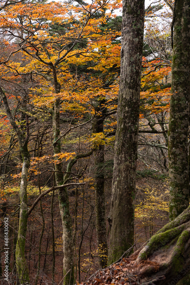 Obraz premium 紅葉する原生林 段戸裏谷原生林