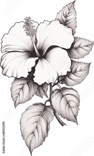 Black and white hibiscus flowers on a white background