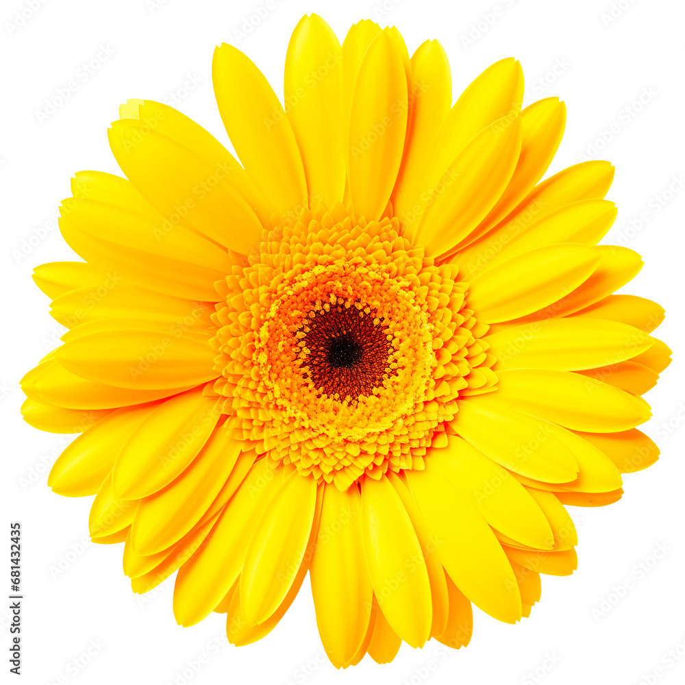 Yellow gerbera daisy on a transparent background