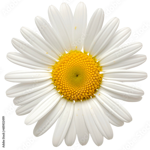 A daisy on a transparent background