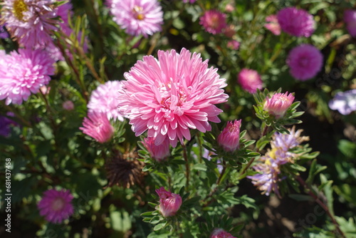 Bloom of pink China asters in September