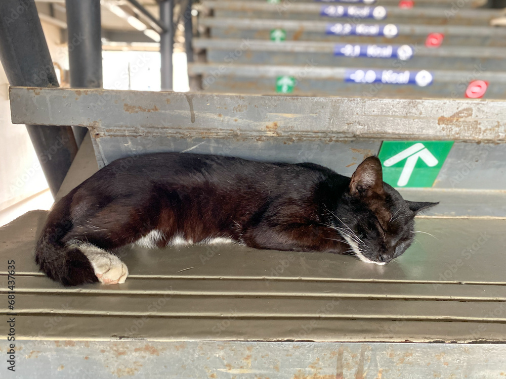 Black cat is sleeping on concrete train station stairs. Black cat is sleeping on concrete train station stairs.
