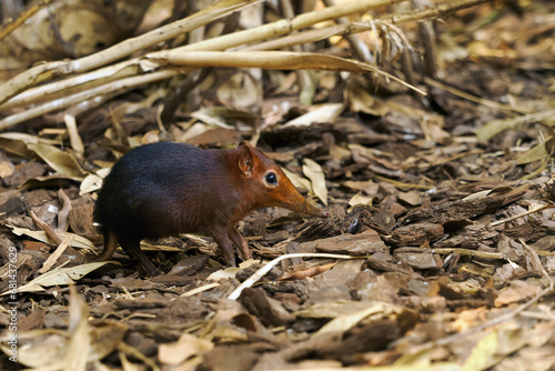 The black and rufous elephant shrew(Rhynchocyon petersi), the black and rufous sengi or the Zanj elephant shrew in thick dry branches. photo