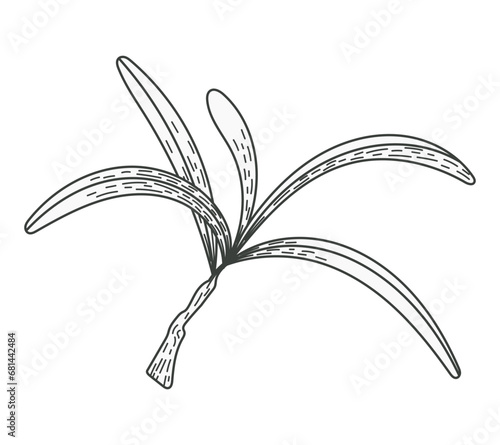 Isolated sea buckthorn sketch branch with leaves. Natural plant, vector flat illustration.