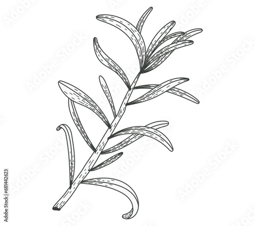 Isolated sea buckthorn sketch branch with leaves. Natural plant, vector flat illustration.