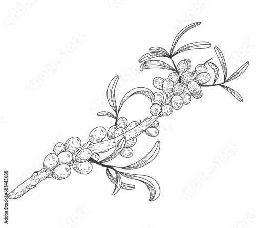Isolated sketch sea buckthorn branch with leaves and berries. Natural plant, vector flat illustration.