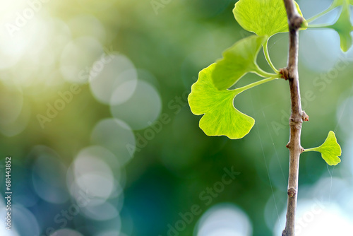 Green ginko biloba leaves in a sunlight.