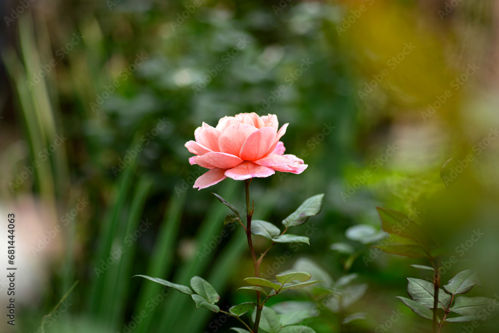 Pink rose close up, selective focus