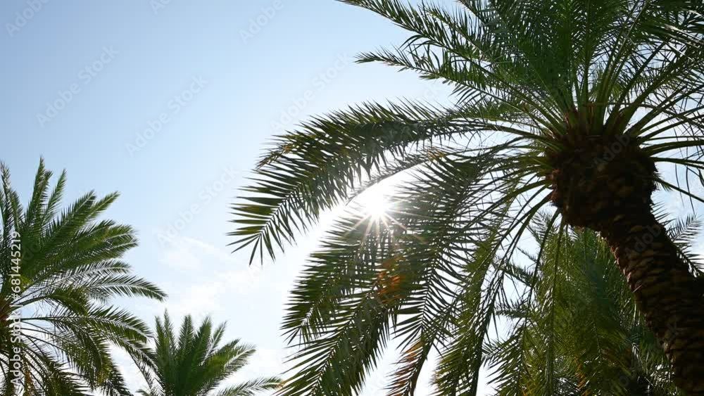 Spectacular View of Sun Flare through Palm Leaves Spectacular View of Sun Flare through Palm Leaves