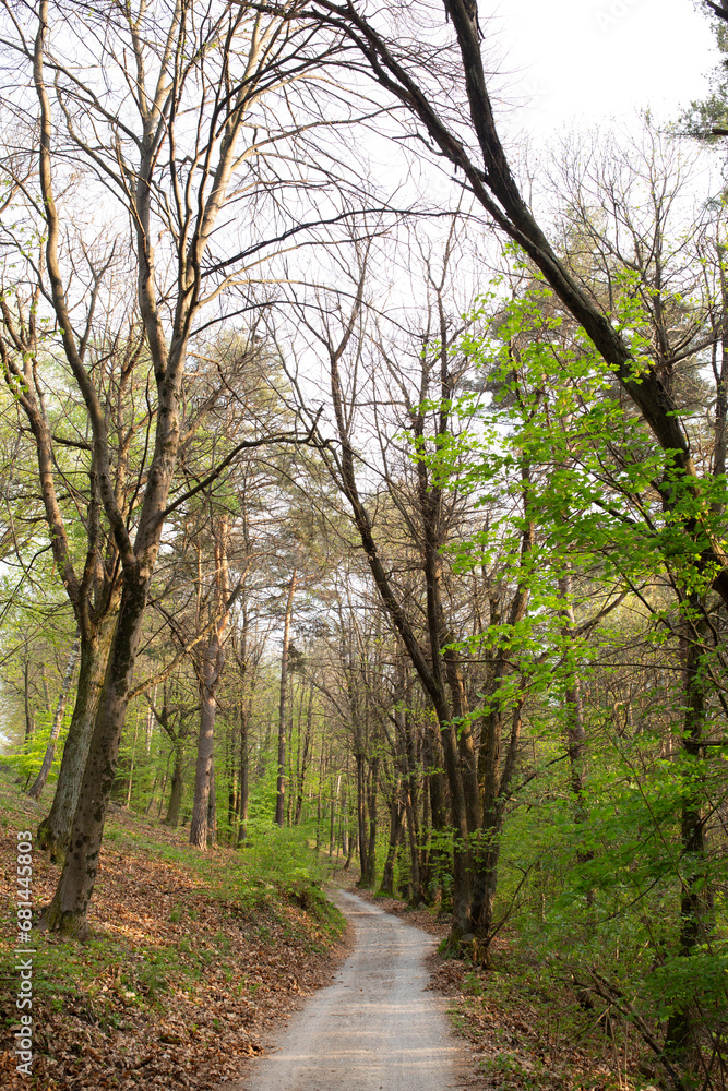 Fototapeta premium Beautiful and amazing forests with houses, routes and towns in the north mountains of Italy